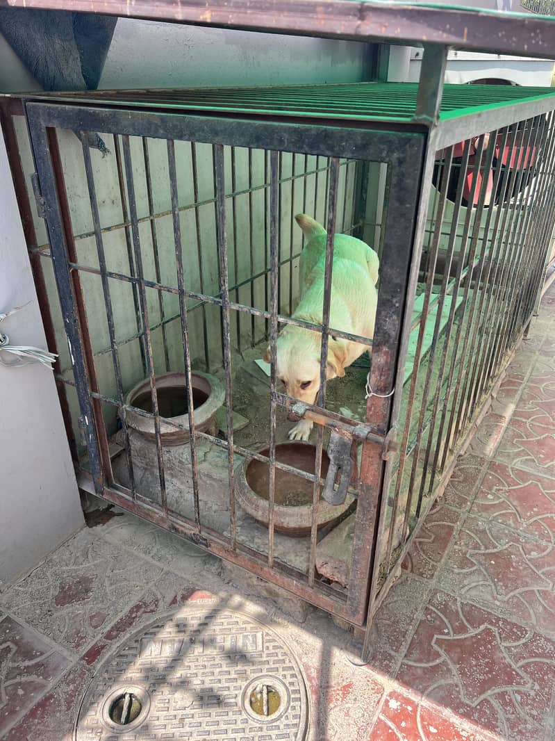 Labrador dog (female) 8