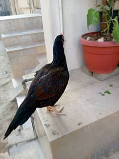 Top Quality Amrohi Madi