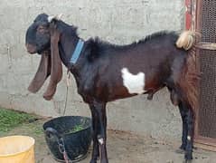 for