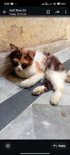 18 SA 19 month ki cats Hain urgent sale