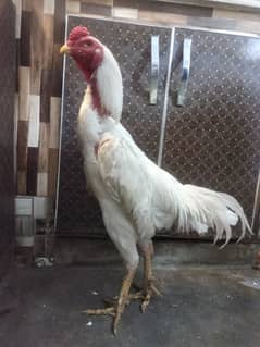shamo pair fr sale pure white