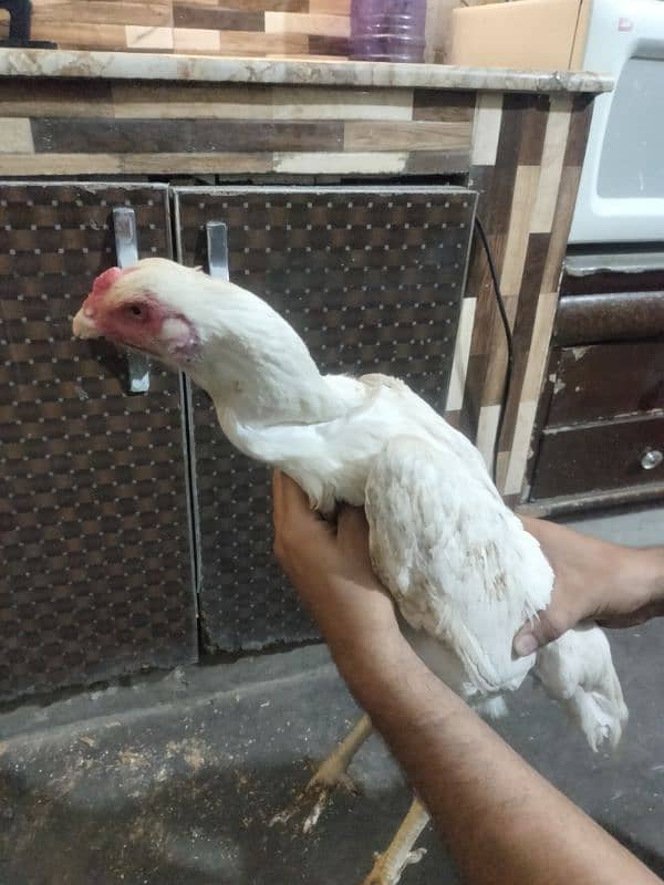 shamo pair fr sale pure white 1