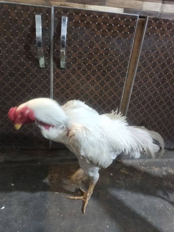 shamo pair fr sale pure white 2