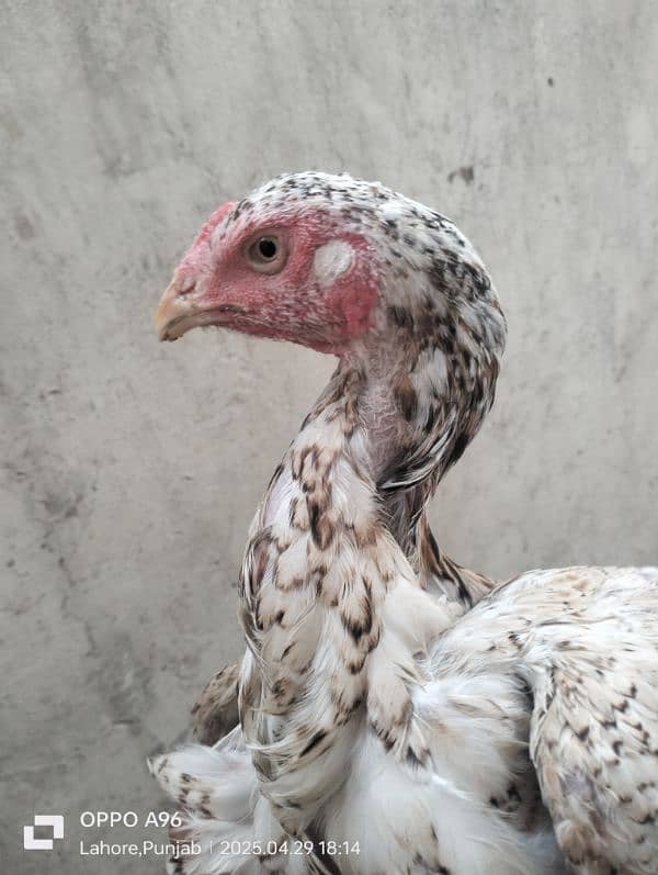 Aseel murgi home breeding 03209476804 1