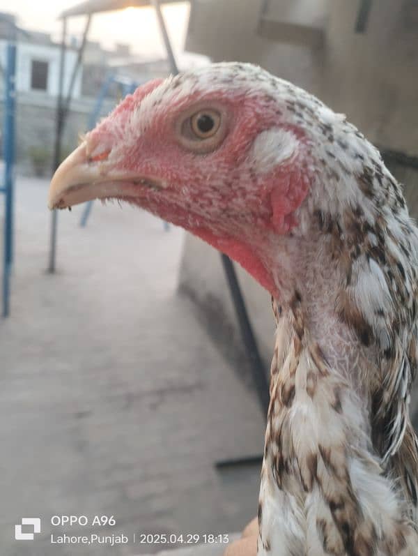Aseel murgi home breeding 03209476804 2