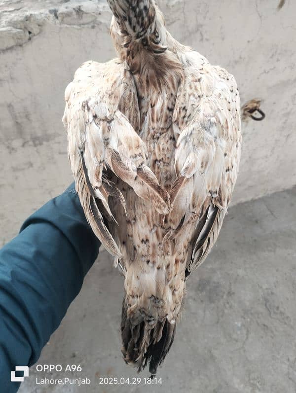 Aseel murgi home breeding 03209476804 3