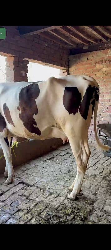 2 dant height 64 in 1st timer. . Abdullah  con. tact. *0 314* 076*2466 0