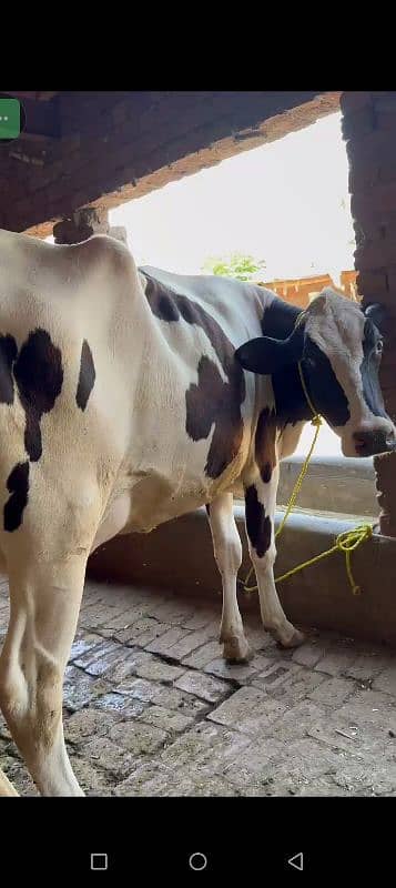 2 dant height 64 in 1st timer. . Abdullah  con. tact. *0 314* 076*2466 2