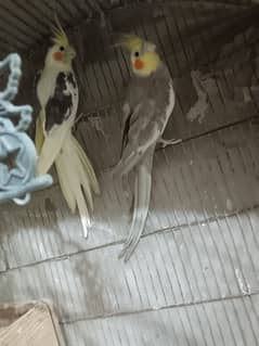 cockatiel pair + Green parrot +Australian pair