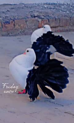 Black tail