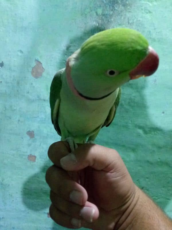 Hand tame talking Allah ho 0
