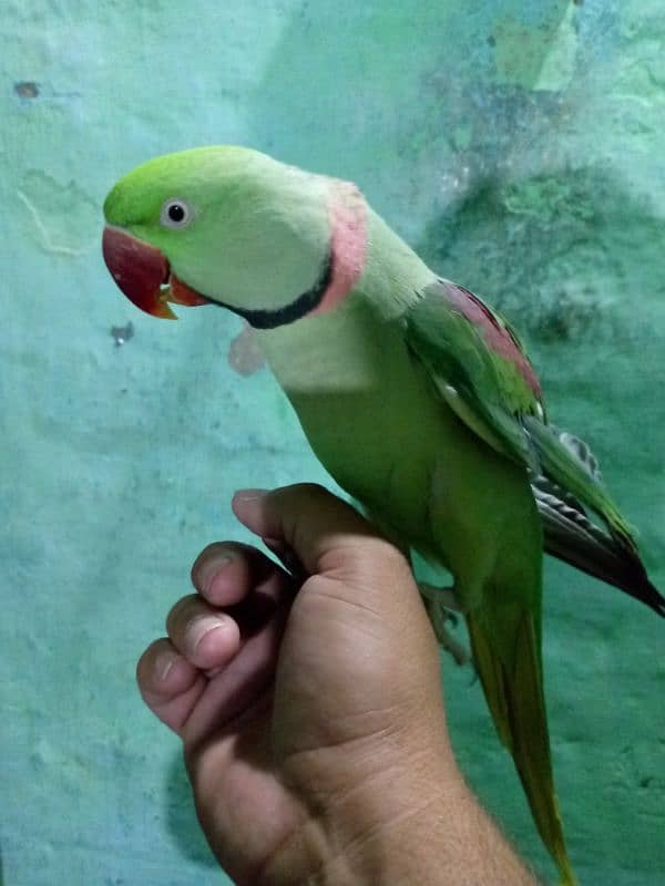 Hand tame talking Allah ho 1