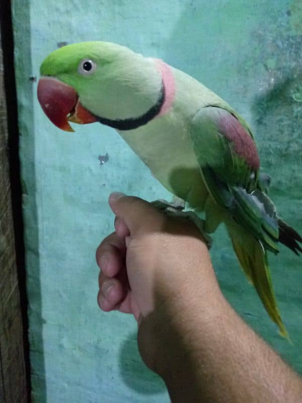 Hand tame talking Allah ho 2