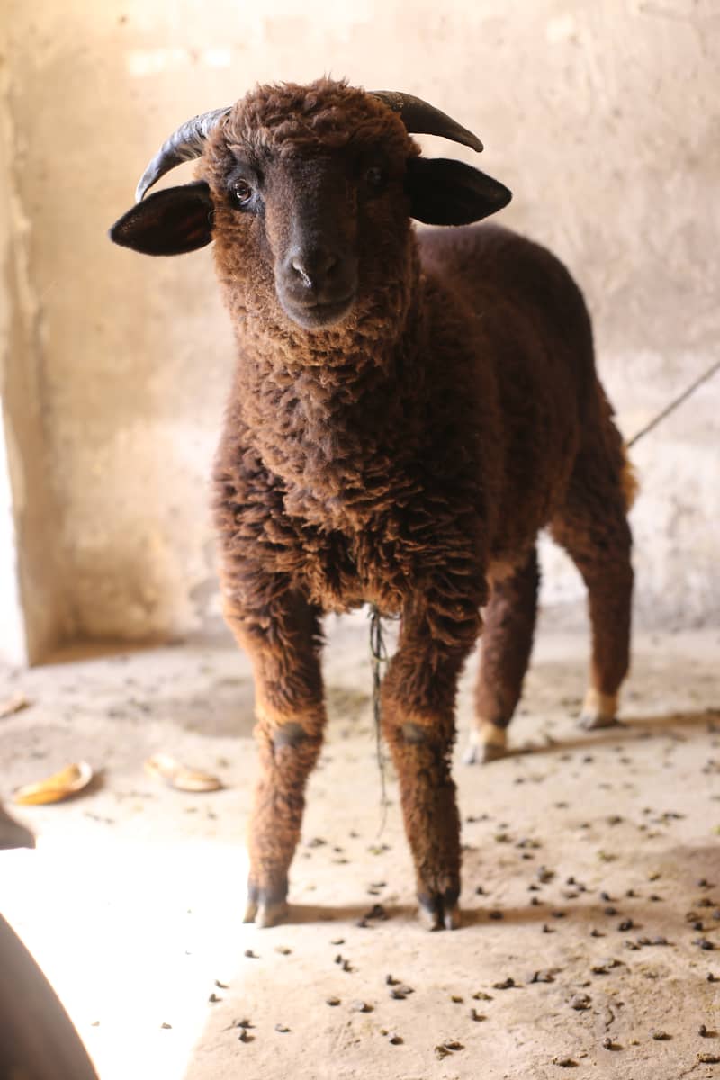 Sheep | imported breed | Australia sheep | Qurbani sheep | Goat | 1
