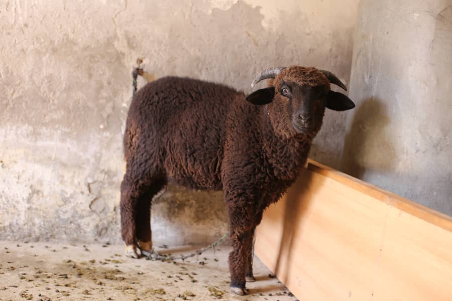 Sheep | imported breed | Australia sheep | Qurbani sheep | Goat | 3