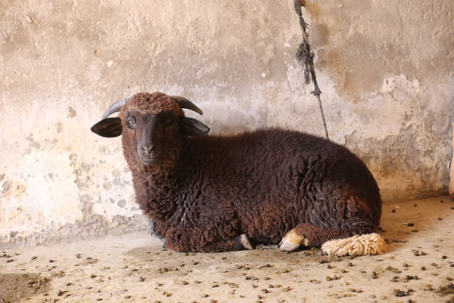 Sheep | imported breed | Australia sheep | Qurbani sheep | Goat | 2