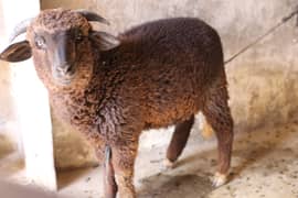 Sheep | imported breed | Australia sheep | Qurbani sheep | Goat |
