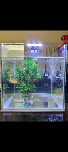 2 Pairs of Goldfish with New Setup
