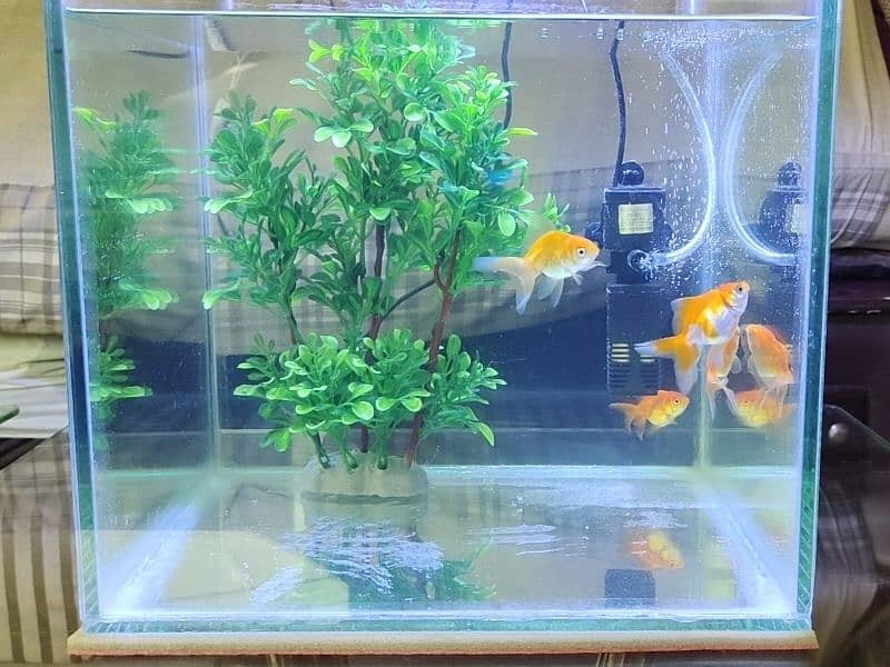 2 Pairs of Goldfish with New Setup 1