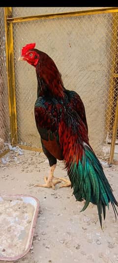 Reza