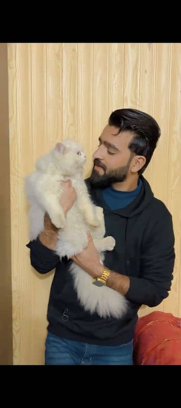 beautiful cat 3