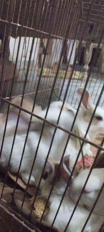 white and brown rabbits sale 0
