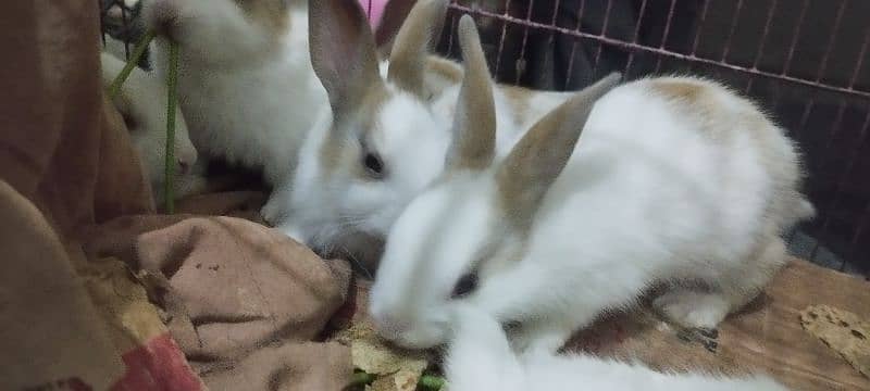 white and brown rabbits sale 1