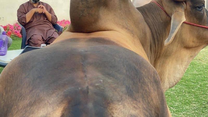 Chand bail 6