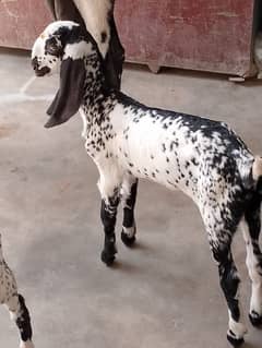 makachni