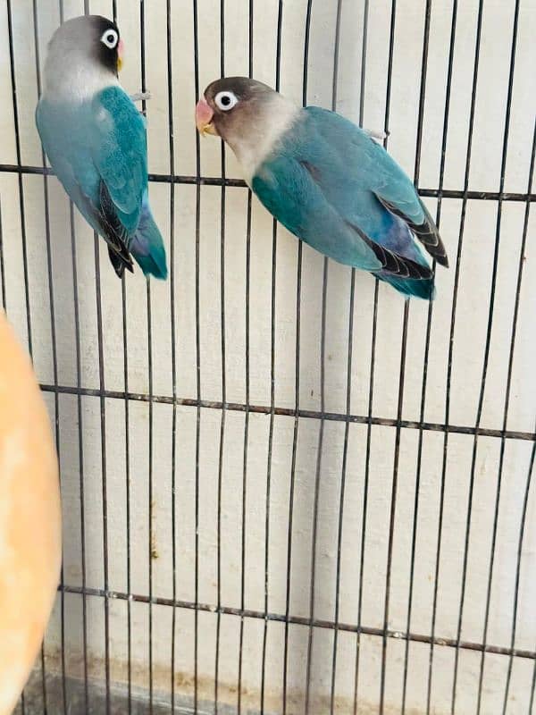 love birds pair 0