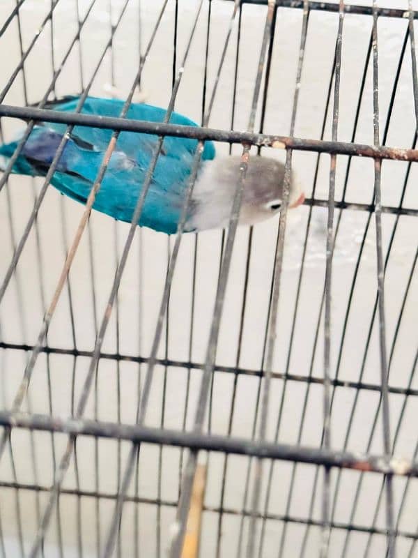 love birds pair 1