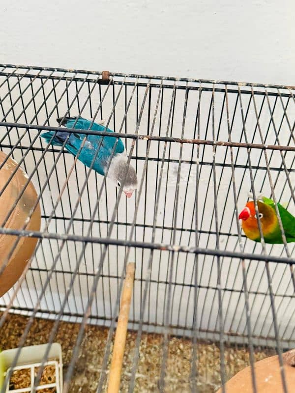 love birds pair 3