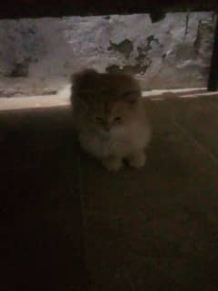 russain