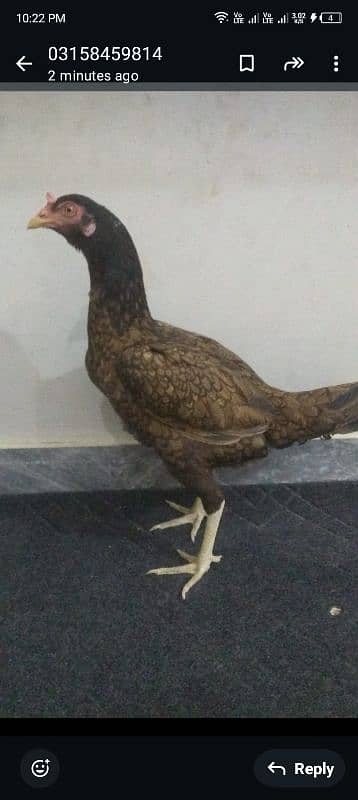 murga urgent sale my WhatsApp number 03/140/289/584 2