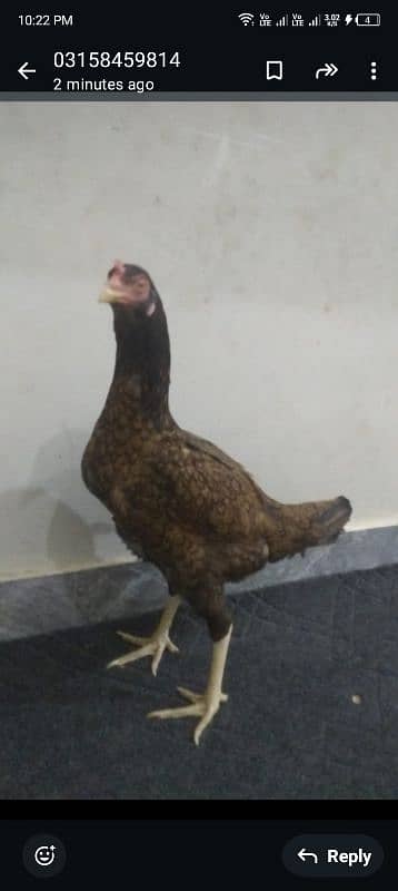 murga urgent sale my WhatsApp number 03/140/289/584 3