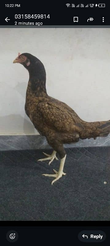 murga urgent sale my WhatsApp number 03/140/289/584 4