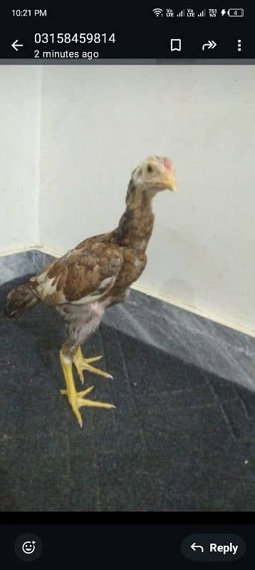 murga urgent sale my WhatsApp number 03/140/289/584 5