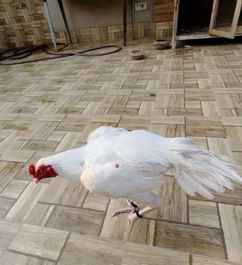 Heera aseel shamu cross patha for sale 2