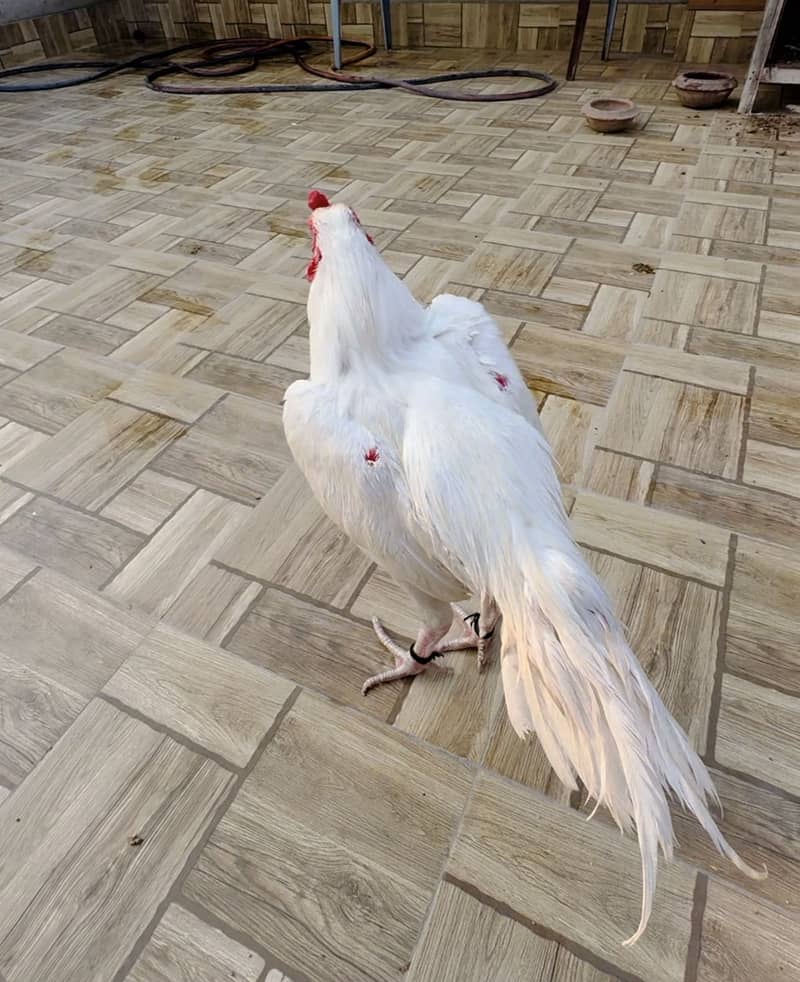 Heera aseel shamu cross patha for sale 3