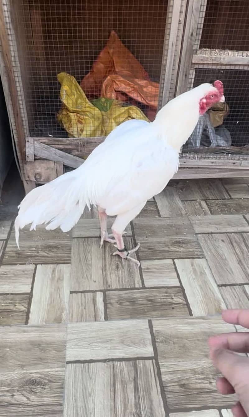 Heera aseel shamu cross patha for sale 4
