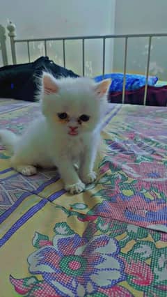 PERSIAN WHITE KITTEN