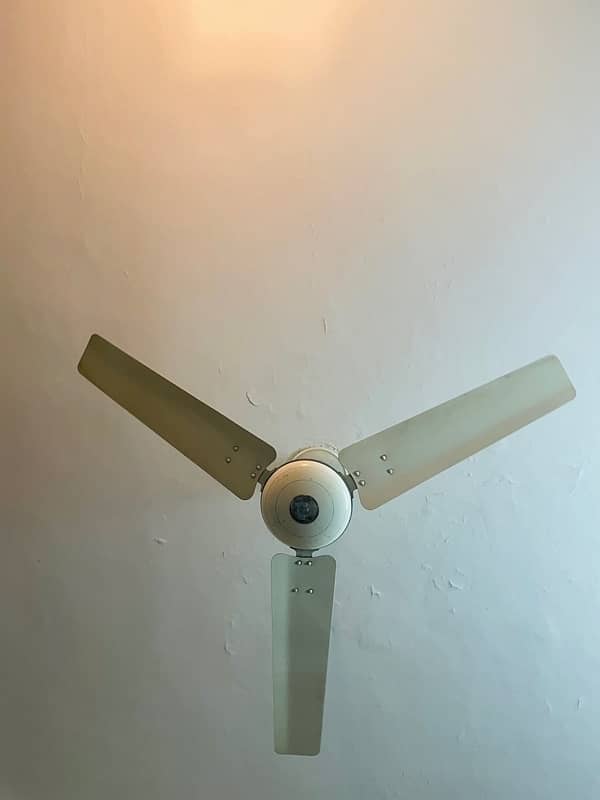Royal fan for sale 1