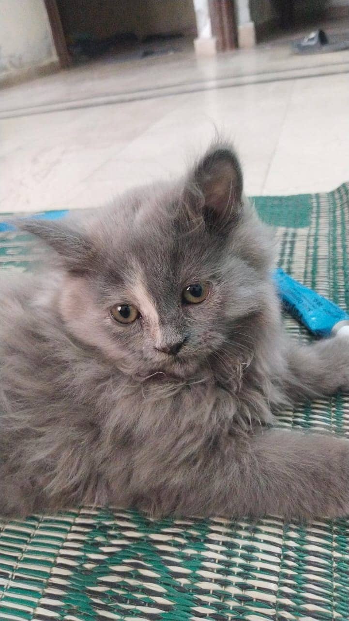 2 Persian kittens for sale 0
