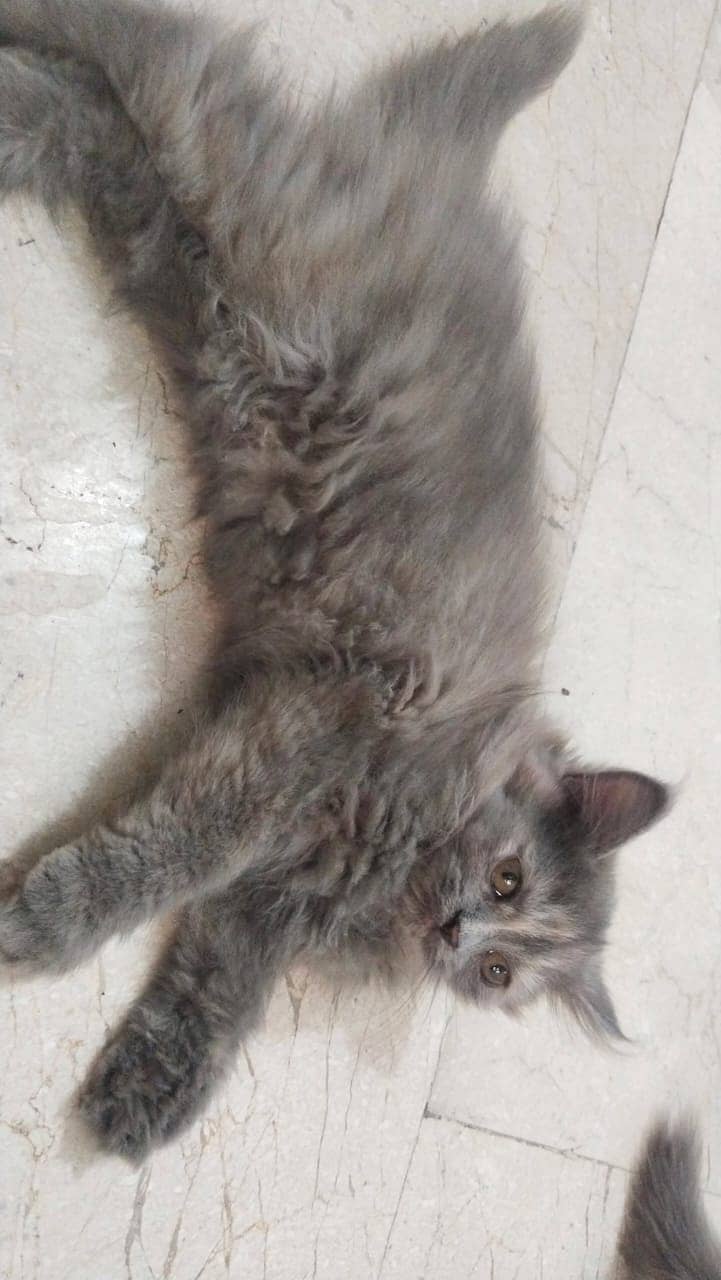 2 Persian kittens for sale 1