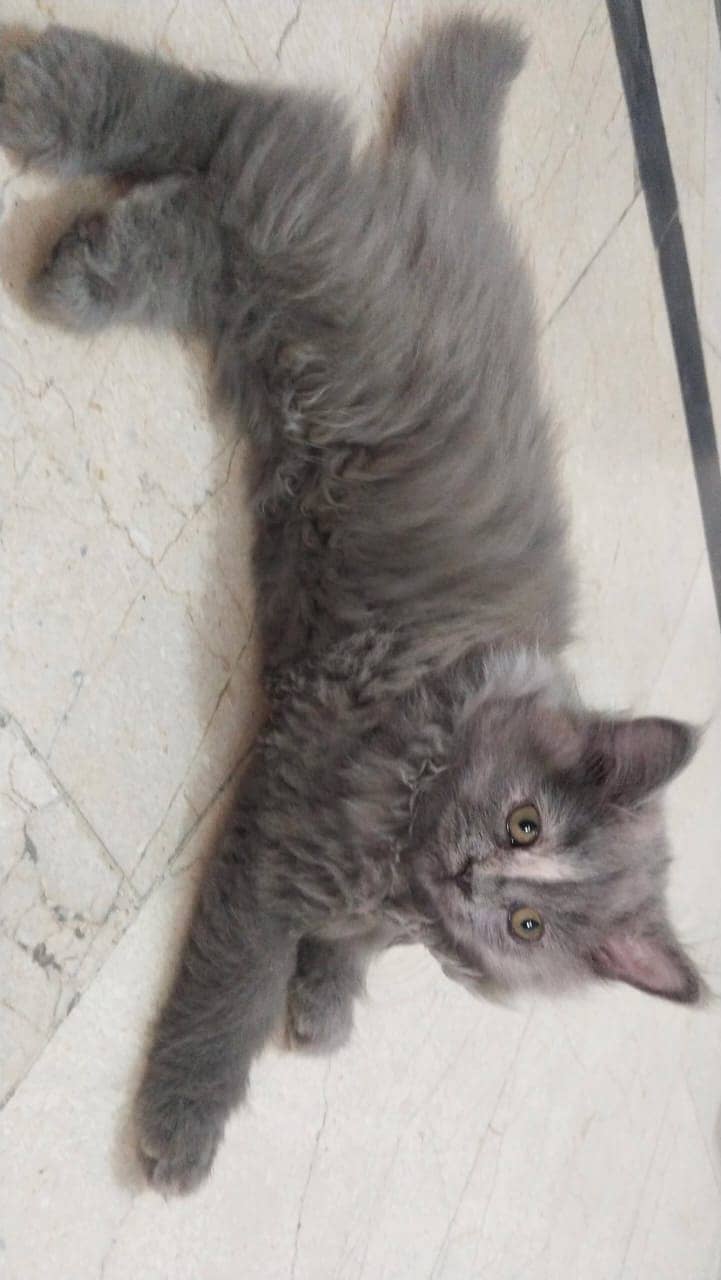 2 Persian kittens for sale 2