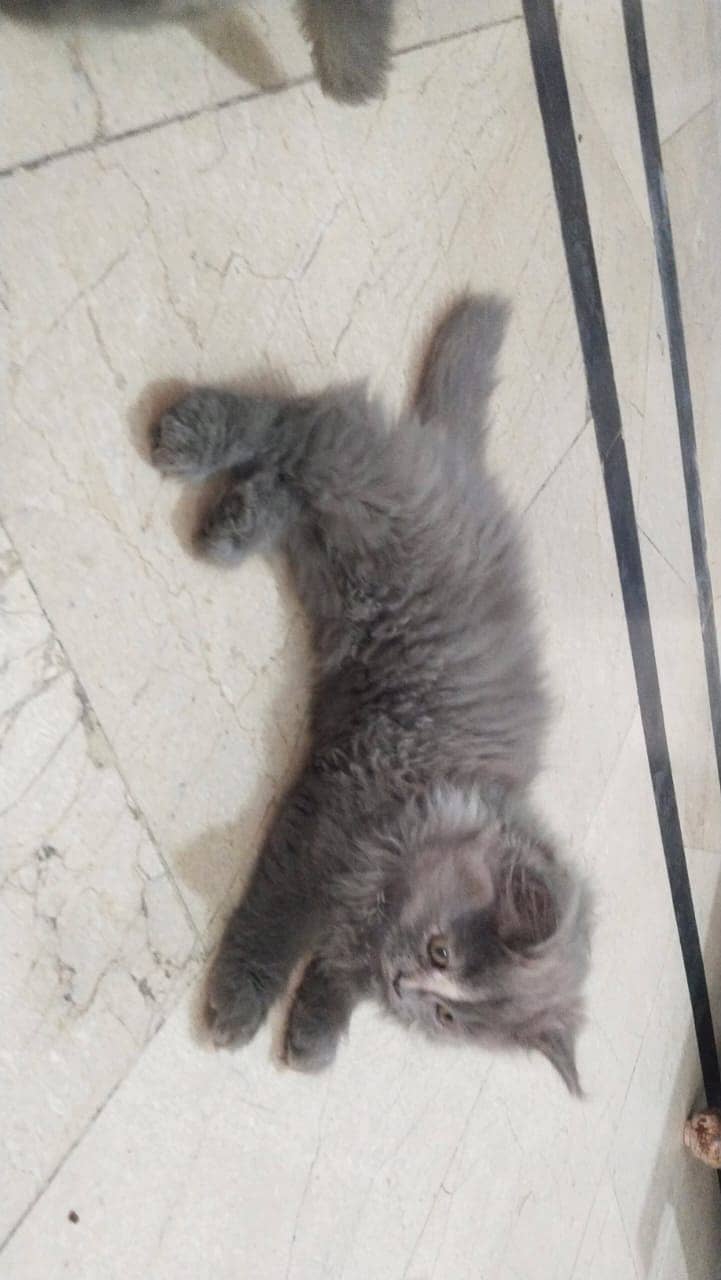 2 Persian kittens for sale 3