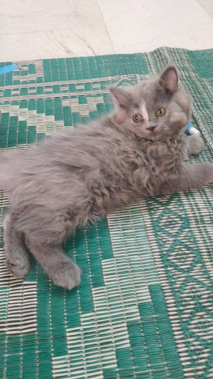 2 Persian kittens for sale 4