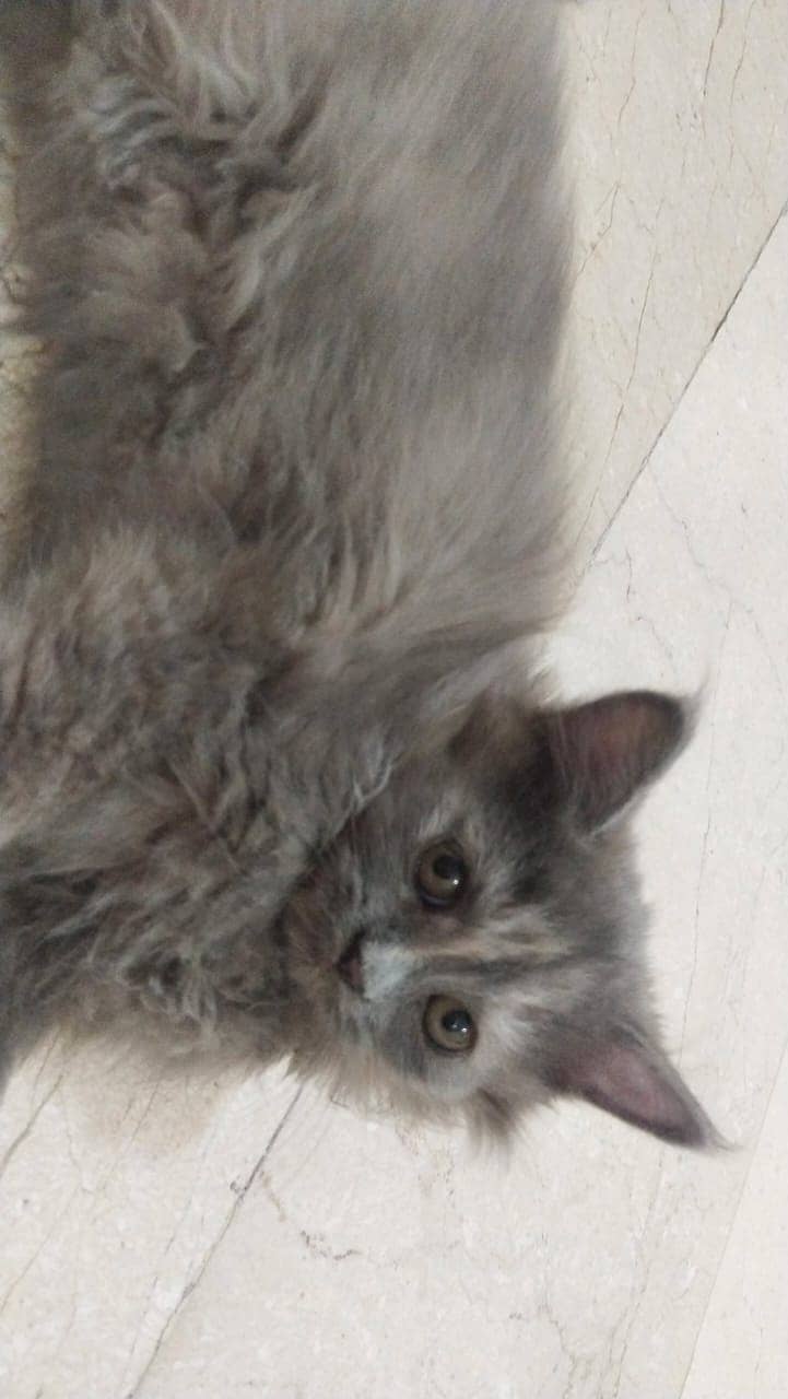 2 Persian kittens for sale 5