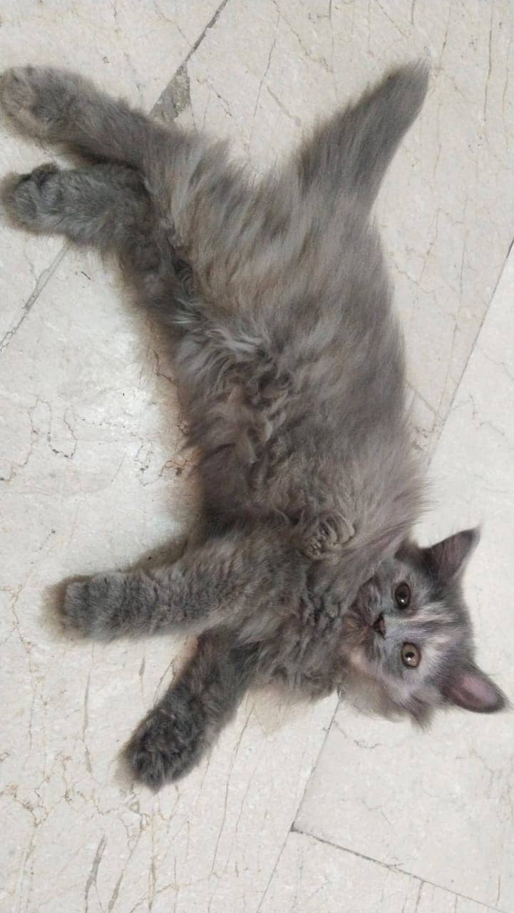 2 Persian kittens for sale 6