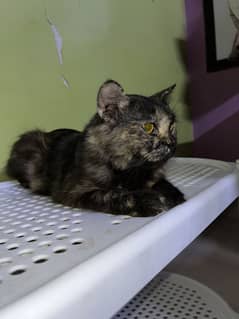 Persian cat